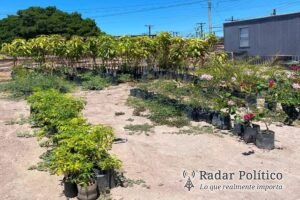 Impulsa Ayuntamiento de Loreto campaña de intercambio de plástico por árboles frutales y de sombra