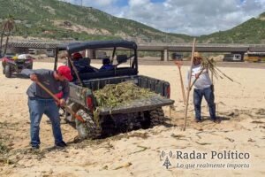 Retiran 15 Toneladas de Lirio Acuático de Playas de San José del Cabo
